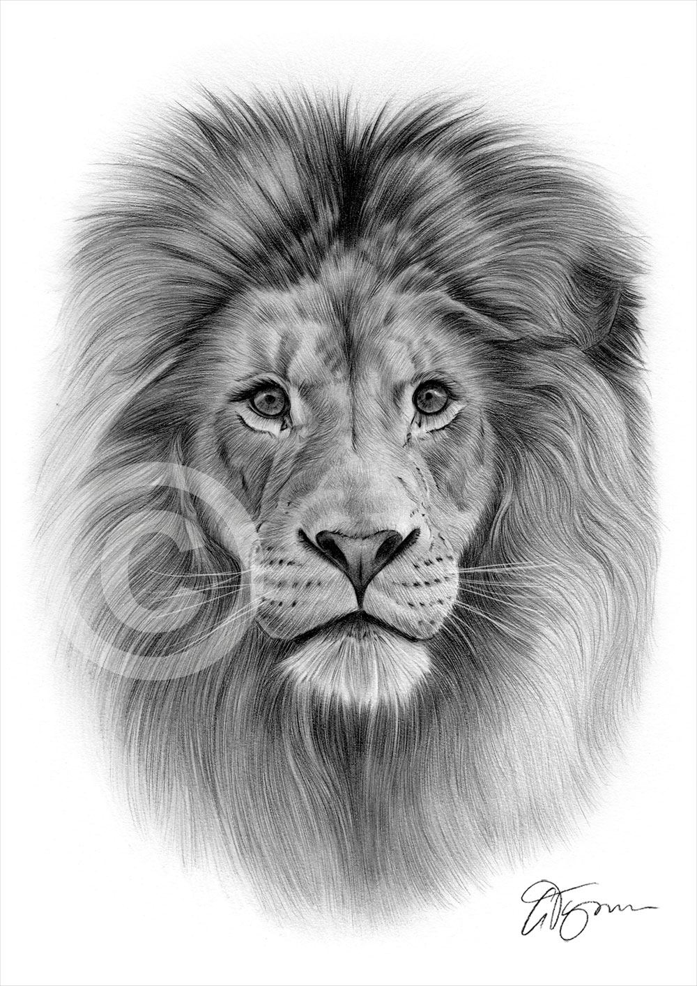 Lion Pencil Sketch