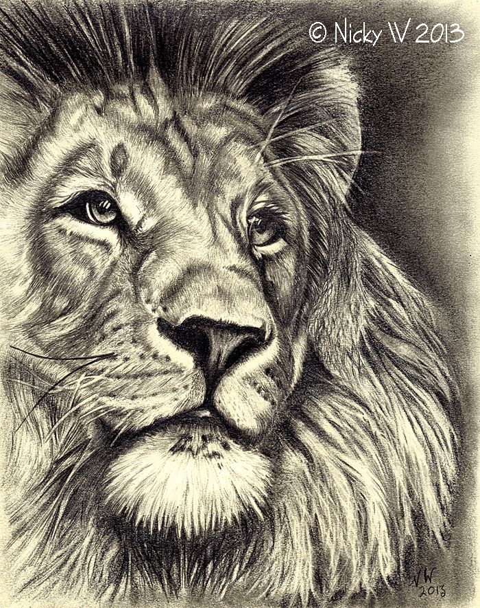 700x885 Graphite Pencil Sketch Of A Lion. Pencil Sketch - Lion Pencil Sketch