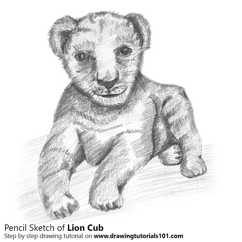 800x800 Lion Cub Pencil Drawing - Lion Pencil Sketch