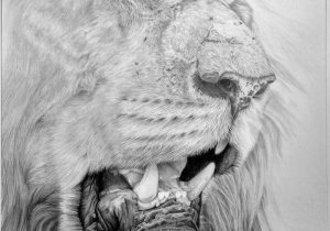 300x210 Lion Drawings In Pencil Pencil Sketch Lion Photos Of Lion Pencil - Lion Pencil Sketch