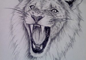 300x210 Anime Lion Drawings In Pencil Lion Sketches In Pencil Anime Lion - Lion Pencil Sketch