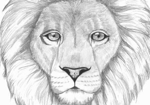 300x210 Lion Pencil Sketch - Lion Pencil Sketch