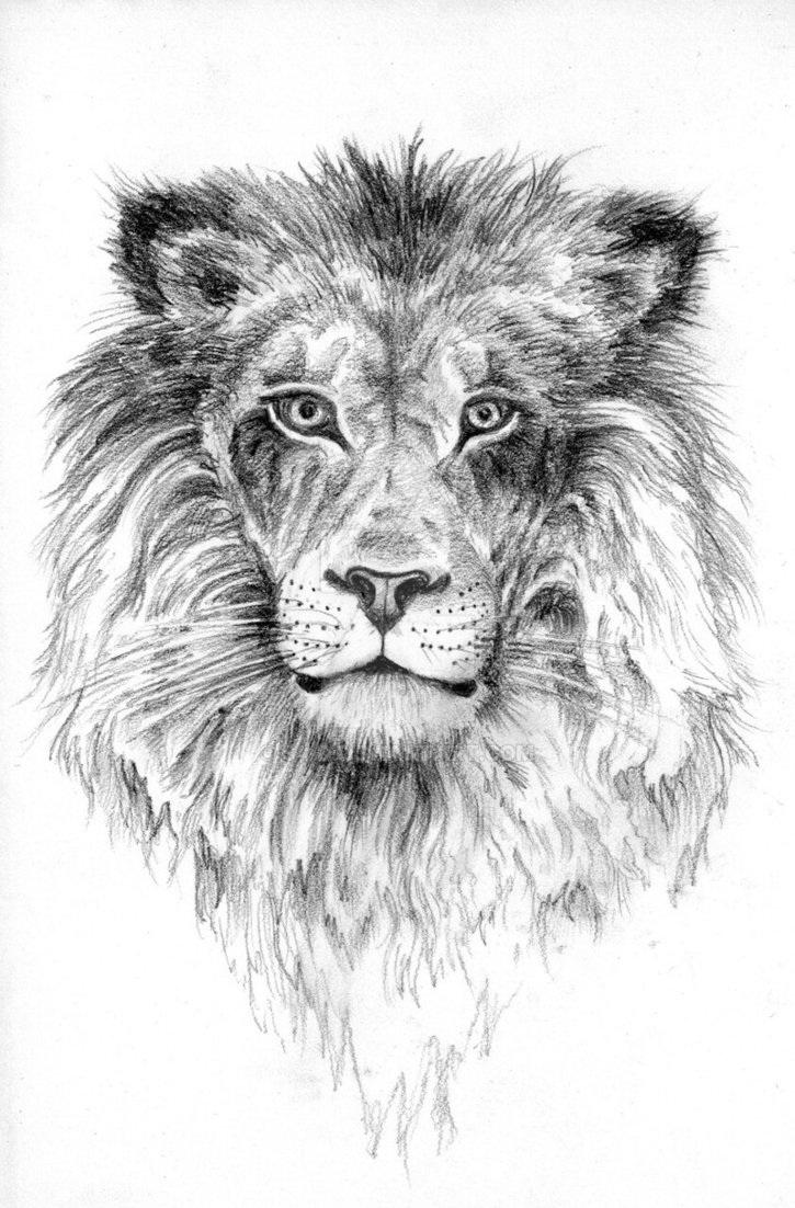 725x1102 Lion Pencil Sketch Pencil Sketches Of Lions Lion Pencil Sketchs4 D - Lion Pencil Sketch