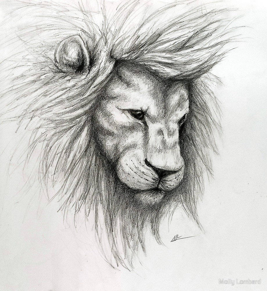 919x1000 Lion Pencil Sketch By Molly Lombard Redbubble - Lion Pencil Sketch