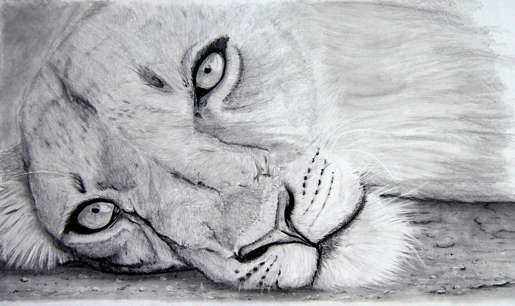 1024x609 Lion Pencil Drawing Pencil Drawing Of A Lioness Picture - Lion Pencil Sketch