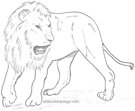 463x380 Pussycat Lion Drawings - Lion Pencil Sketch