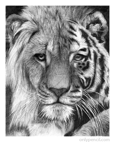 400x491 Tiger Lion Hybrid Pencil Drawing - Lion Pencil Sketch