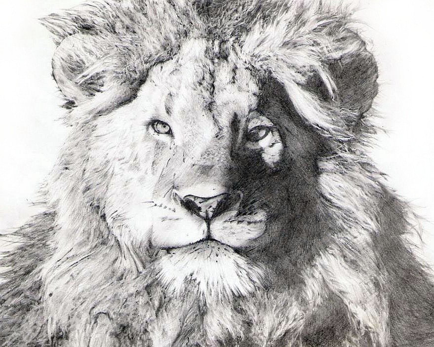 879x703 - Lion Pencil Sketch