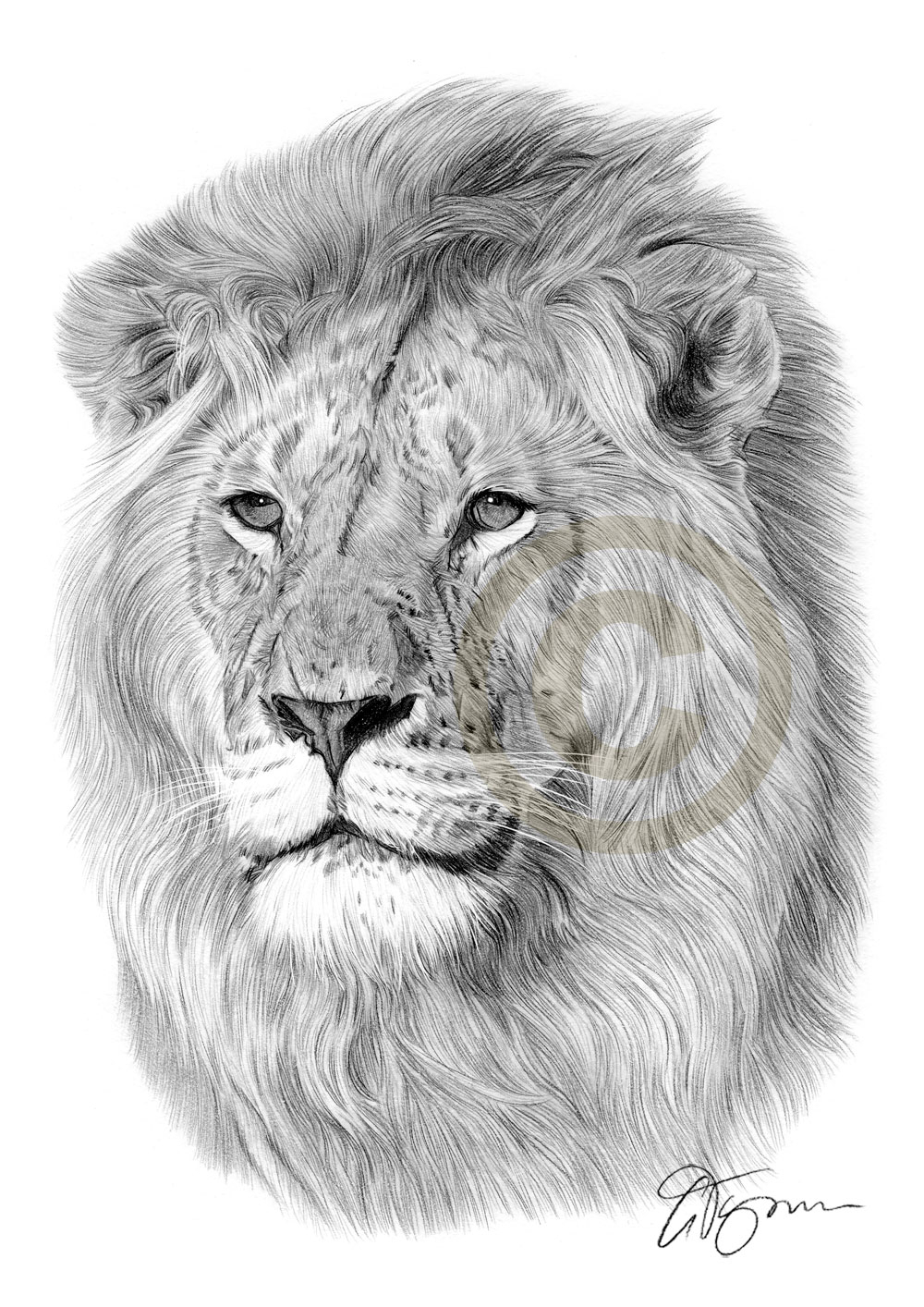 1000x1414 Drawing Lion In Pencil African Lion Pencil Drawing Print A3 A4 - Lion Pencil Sketch