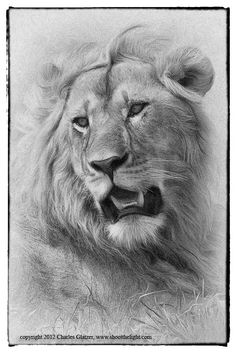 Lion Portrait Sketch