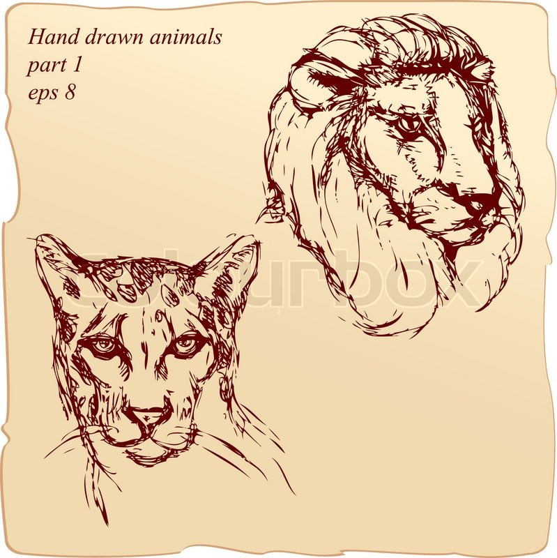 799x800 Hand Drawn Ink Portrait Sketch Of Lion And Cheetah Heads Stock - Lion Portrait Sketch