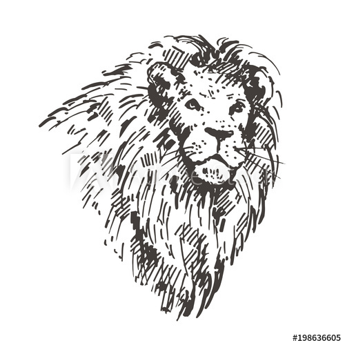 500x500 Hand Drawn Lion Portrait Sketch, Vector Illustration. - Lion Portrait Sketch