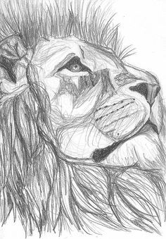 236x339 Image Result For Portrait Sketch Easy Tumblr Color - Lion Portrait Sketch