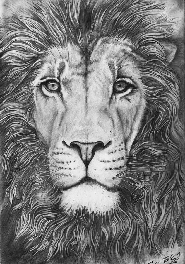 632x900 Lion Portrait Drawing By Ian Cuming - Lion Portrait Sketch