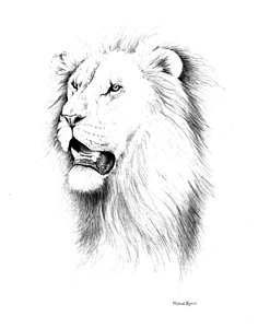 236x300 Lion Portrait Drawing By Michael Blanco - Lion Portrait Sketch
