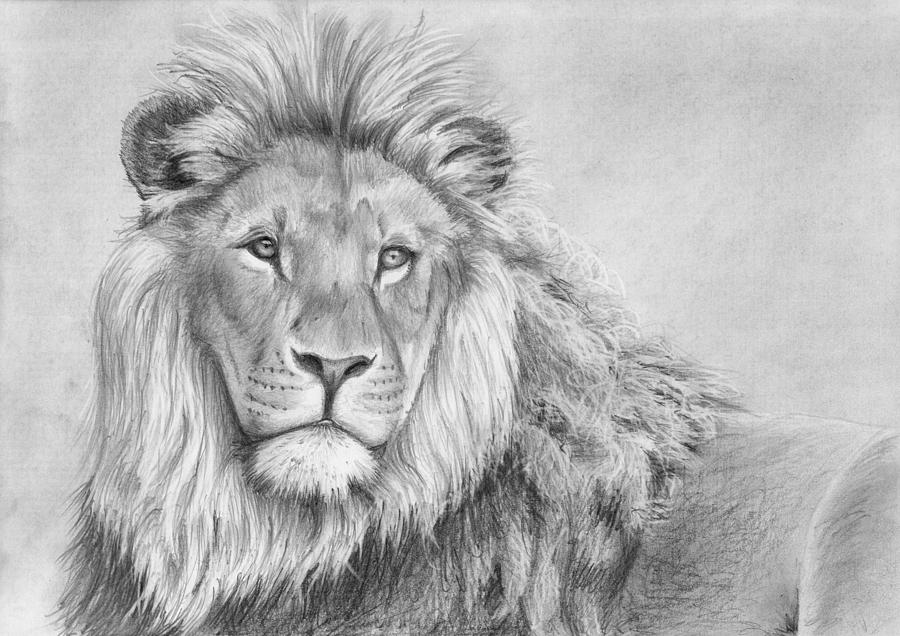 900x636 Lion Portrait Drawing By Nolan Clark - Lion Portrait Sketch