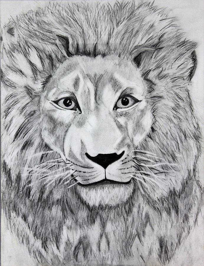 691x900 Lion Portrait Drawing By Trek Wear Canada - Lion Portrait Sketch