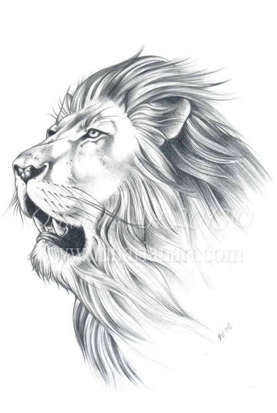 570x850 Lion Portrait Original Sketch Lion Original Art By Lunarianart - Lion Portrait Sketch