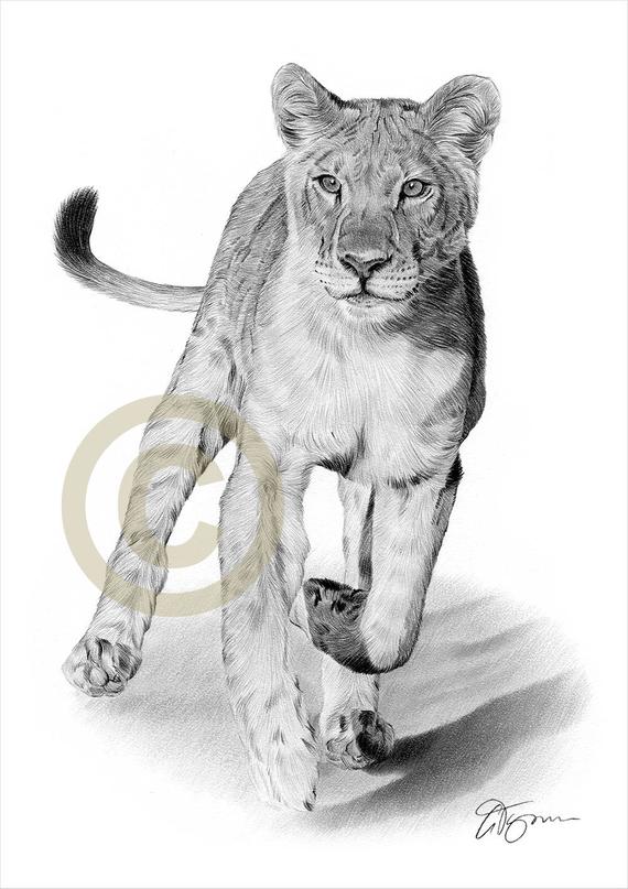 570x807 Lion Pencil Drawing Print Watercolour Pencil Portrait Etsy - Lion Portrait Sketch