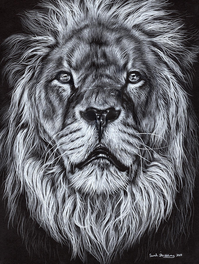 680x900 Monochrome Lion Portrait Painting By Sarah Stribbling - Lion Portrait Sketch