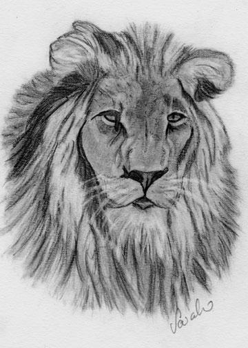 Lion Portrait Sketch at PaintingValley.com | Explore collection of Lion ...