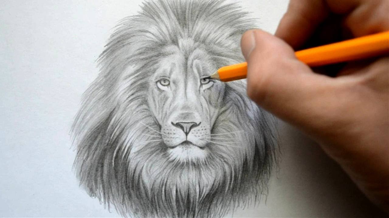 1280x720 Time Lapse Drawing Of A Lion - Lion Portrait Sketch