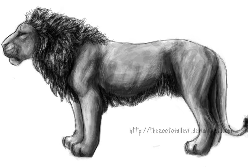 800x538 Greyscale Lion Profile Sketch By Therootofallevil - Lion Profile Sketch