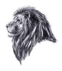 209x242 Image Result For Lion Sketch Profile Drawings - Lion Profile Sketch