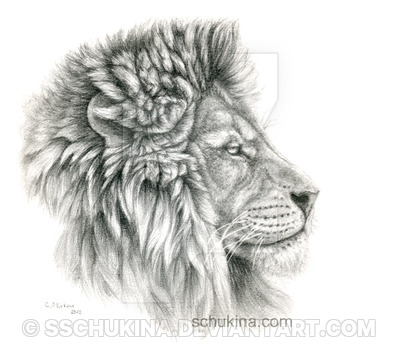 400x357 Lion - Lion Profile Sketch