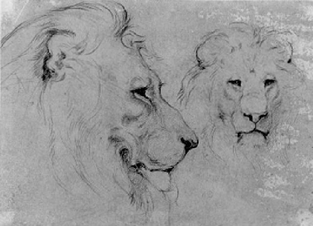 640x462 Two Lions Heads, One In A Right Profile And The Other Facing By - Lion Profile Sketch