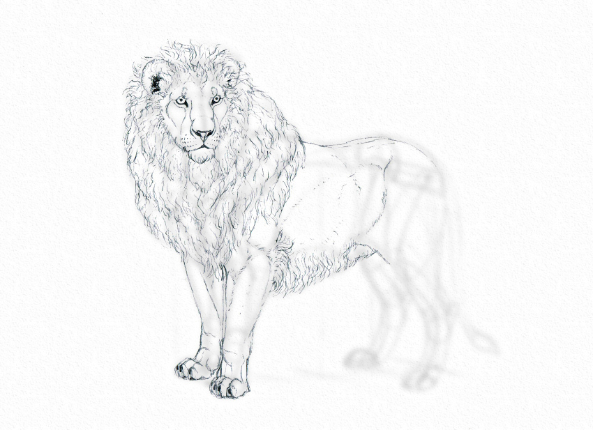 850x617 How To Draw On A Tiny Budget Single Pencil Drawing - Lion Sketch