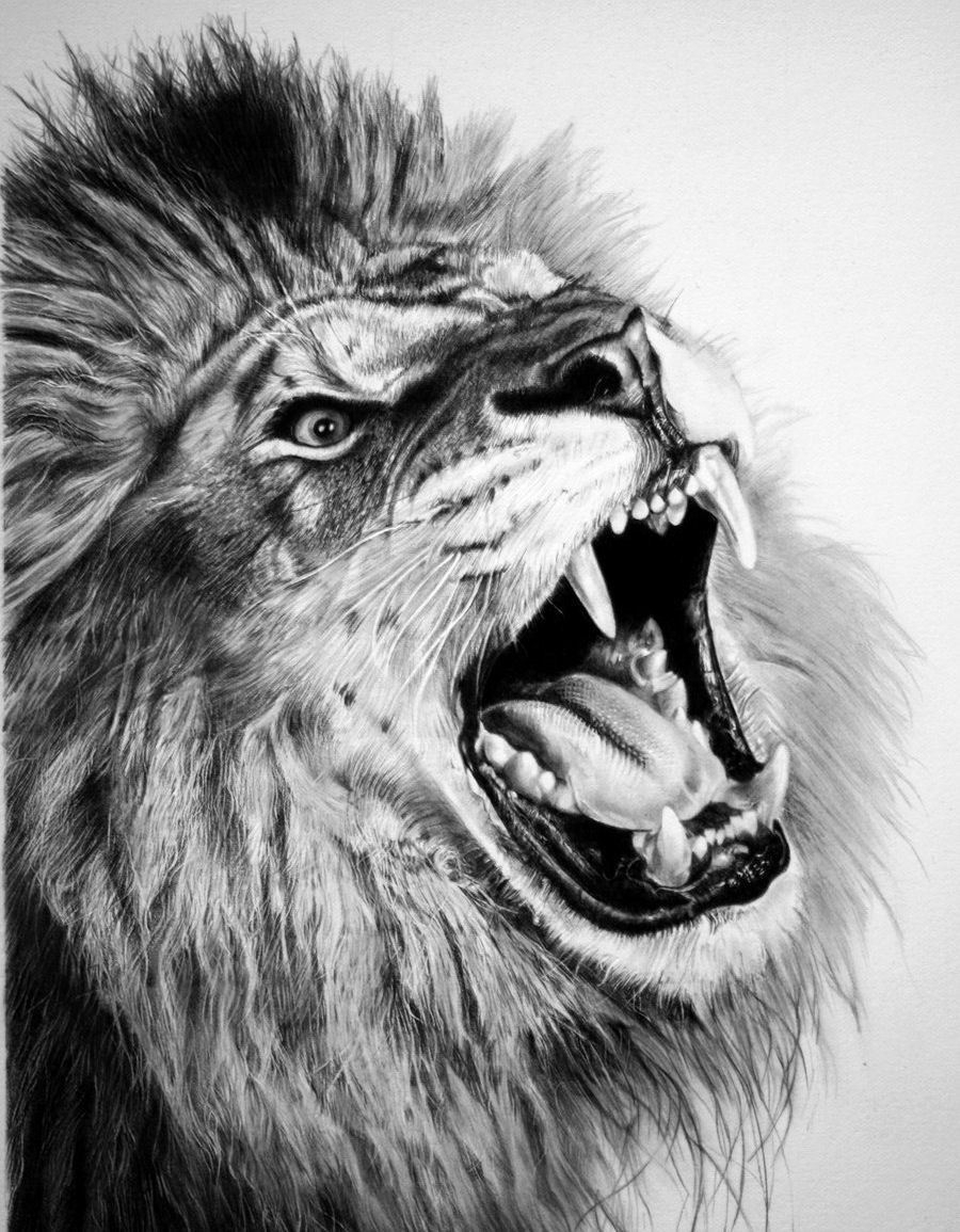 900x1155 Lion Sketches Pencil 4.95 Gbp - Lion Sketch