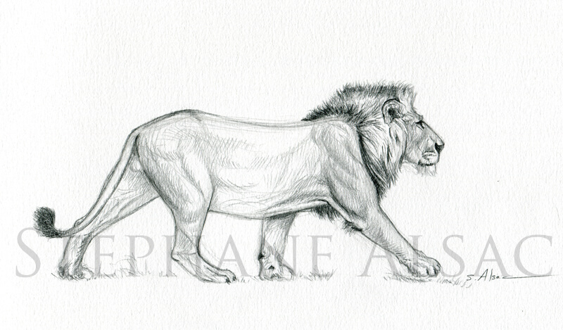 800x469 Walking Lion Sketch - Lion Sketch