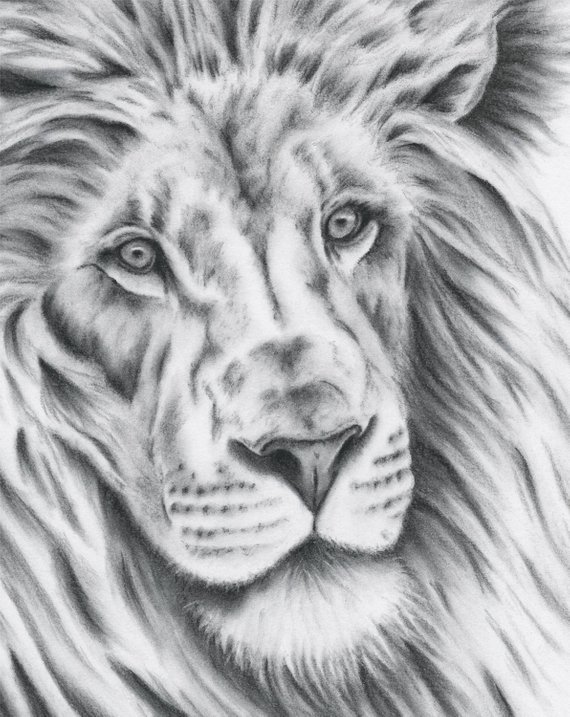 570x717 Charcoal Lion Drawing 8x10 Giclee Print Art Etsy - Lion Sketch Art