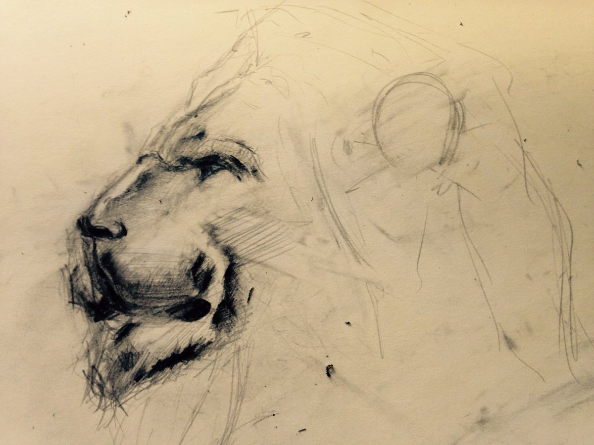 Lion Sketch Art at PaintingValley.com | Explore collection of Lion ...