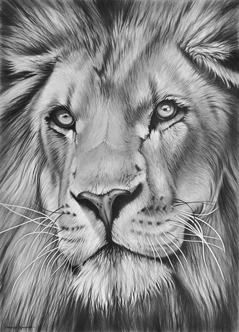 487x675 Learning To Draw You Are Gonna Need A Pencil Art - Lion Sketch Art