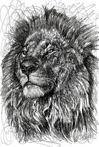 202x300 Lion Drawings Fine Art America - Lion Sketch Art