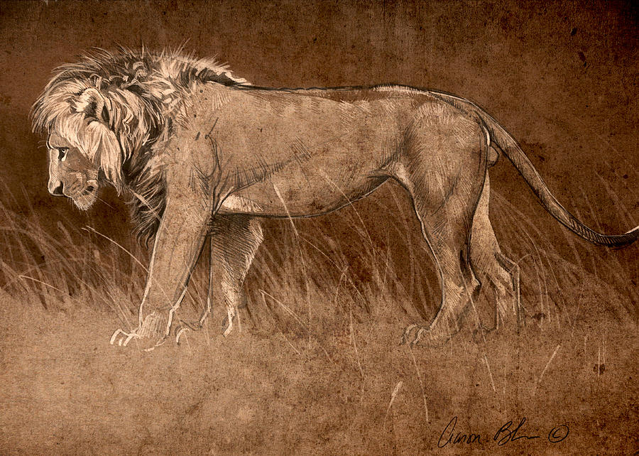 900x642 Lion Sketch Digital Art By Aaron Blaise - Lion Sketch Art