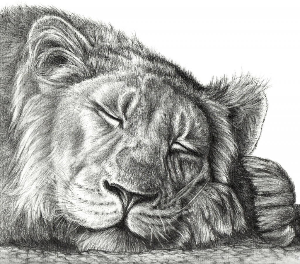 Lion Sketch Art at PaintingValley.com | Explore collection of Lion ...