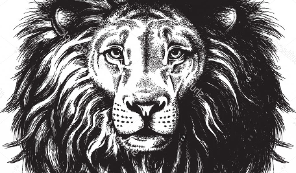 Lion Sketch Black And White At Explore Collection