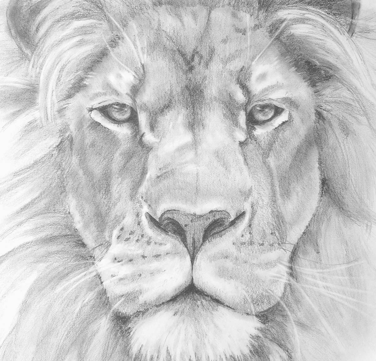 1200x1153 Lion Face Pencil Drawings Pencil Sketches Of Lions Sketch Of Lion - Lion Sketch Black And White