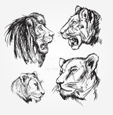 430x440 Lion Sketches Stock Vector - Lion Sketch Black And White