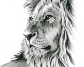 340x270 Lion Drawing Etsy - Lion Sketch Black And White