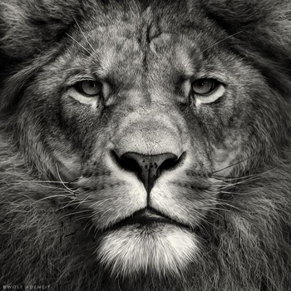 600x600 A Hyper Realistic Black And White Sketch - Lion Sketch Black And White