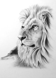 236x329 Pin By Nick Lepek On Tattoo Ideas In 2018 Tattoos - Lion Sketch Black And White