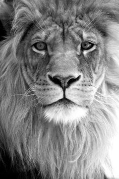 236x355 The 12 Best Lion Sketches Images Lion Sketch - Lion Sketch Black And White