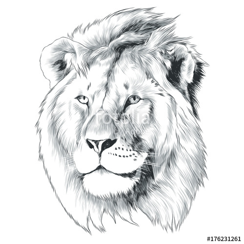 500x500 Sketch Of Lion Head Vector Graphics Monochrome Black And White - Lion Sketch Black And White