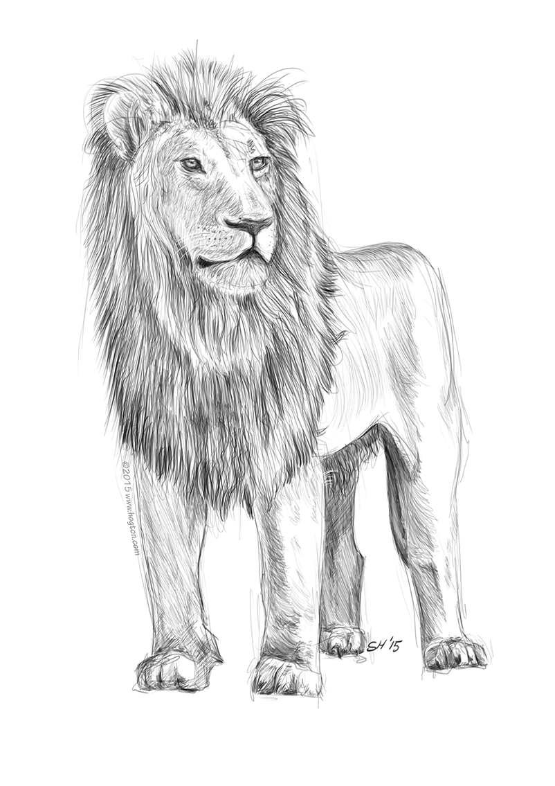 Lion Sketch Black And White at PaintingValley.com | Explore collection ...