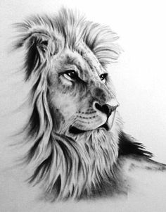 236x301 Charcoal Drawing, 8x10 Original Lion Art, Lion Drawing, Lion - Lion Sketch Drawing