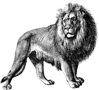 330x300 Lion Drawings Bold And Beautiful - Lion Sketch Drawing